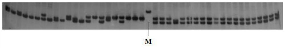 A method for identification of hybrid seabream families using microsatellite markers