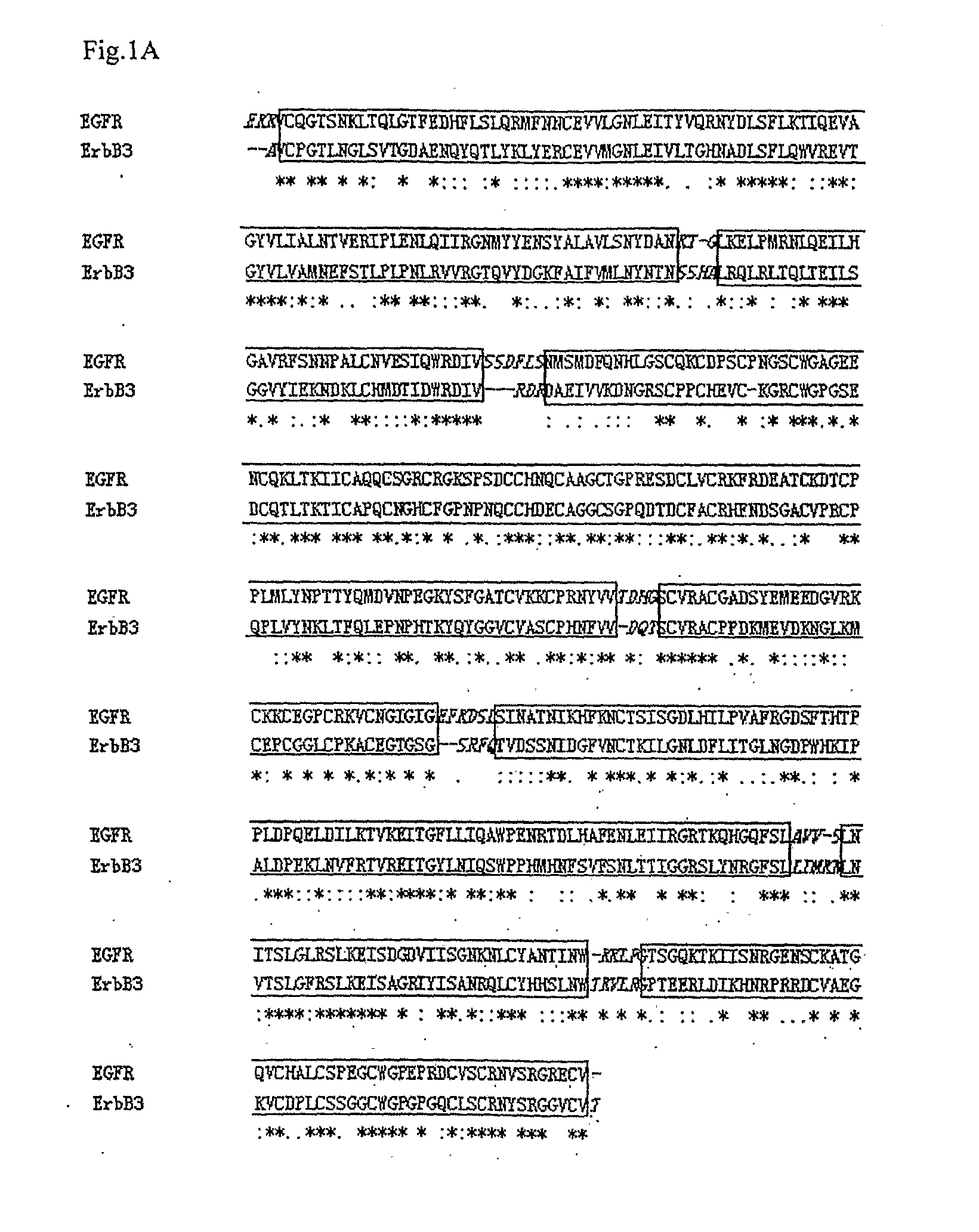 Neuregulin variants and methods of screening and using thereof