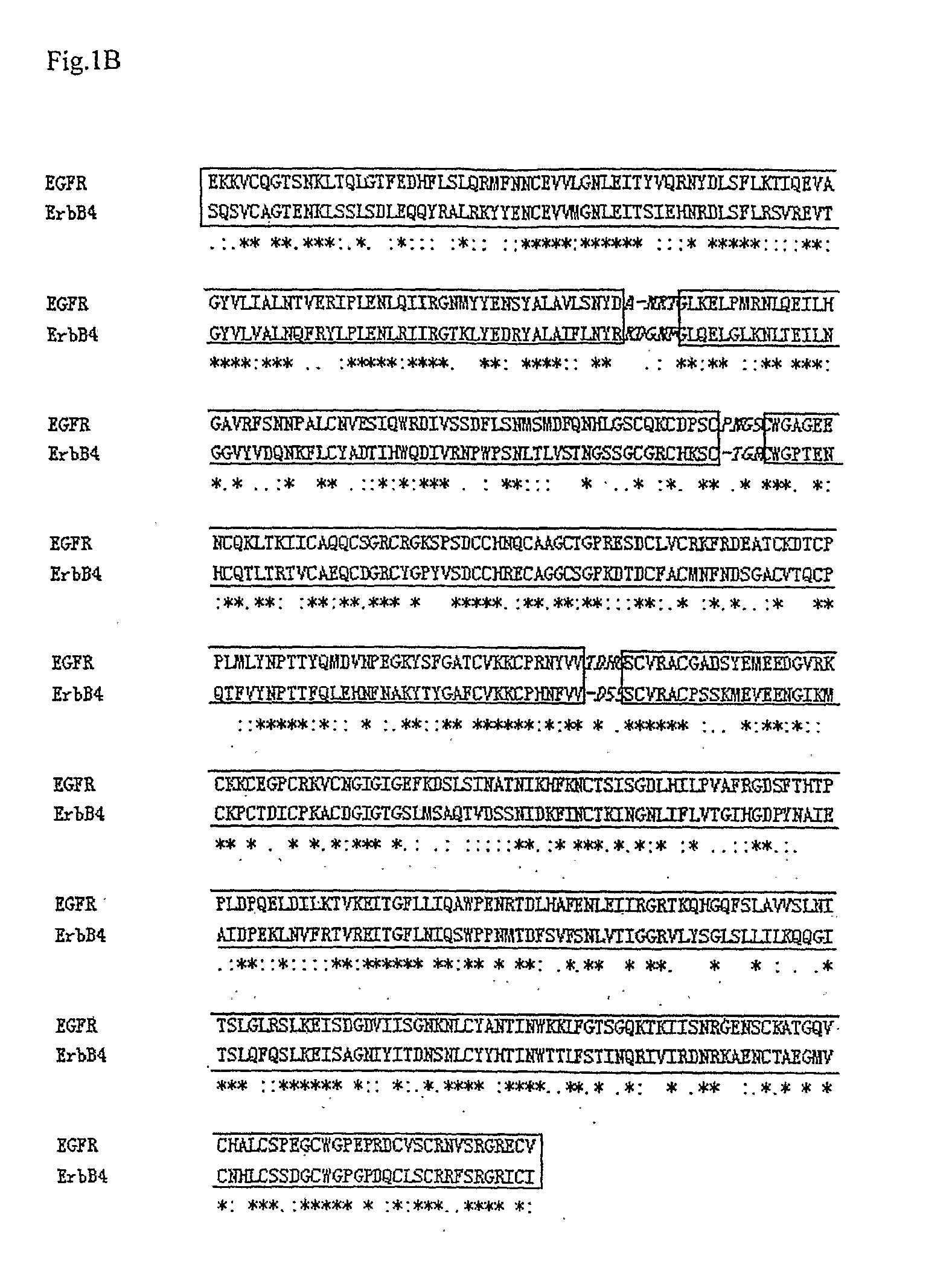 Neuregulin variants and methods of screening and using thereof