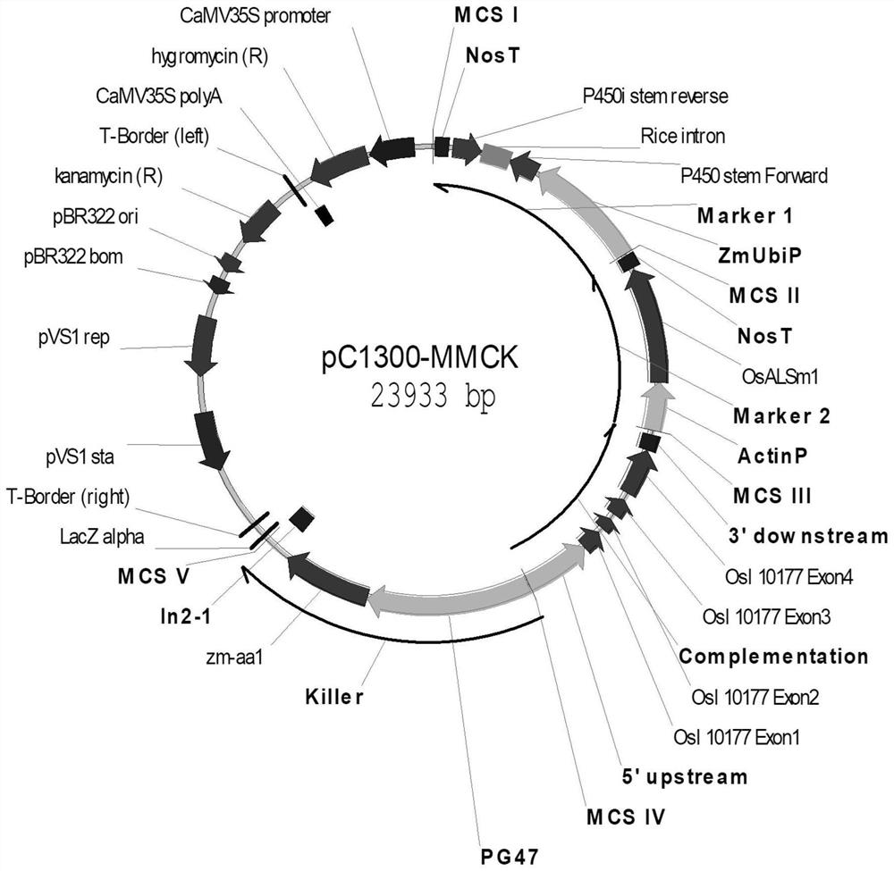 GAT vector for mediating and regulating male fertility of plant recessive genic male sterile line and application of GAT vector