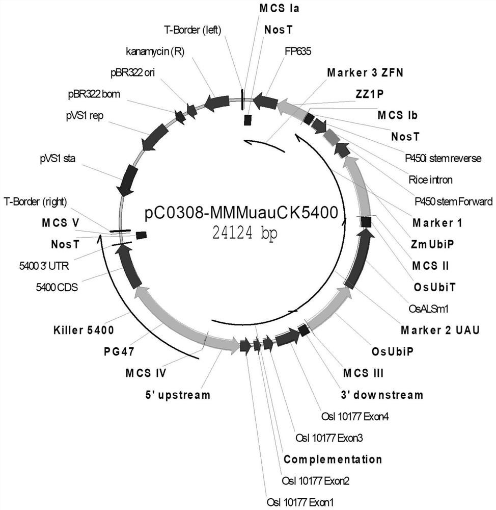 GAT vector for mediating and regulating male fertility of plant recessive genic male sterile line and application of GAT vector