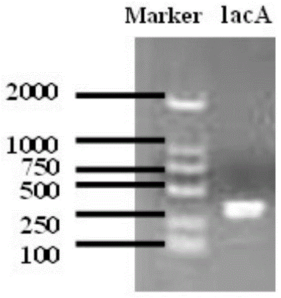 Laccase from Cordyceps sinensis, its coding gene and its application