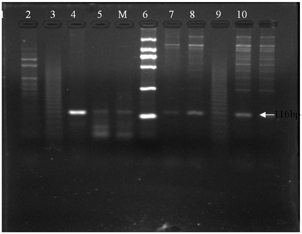 A detection method for determining sow pregnancy by using sow urine