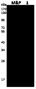 Production method of recombinant human blood coagulation factor XIIa