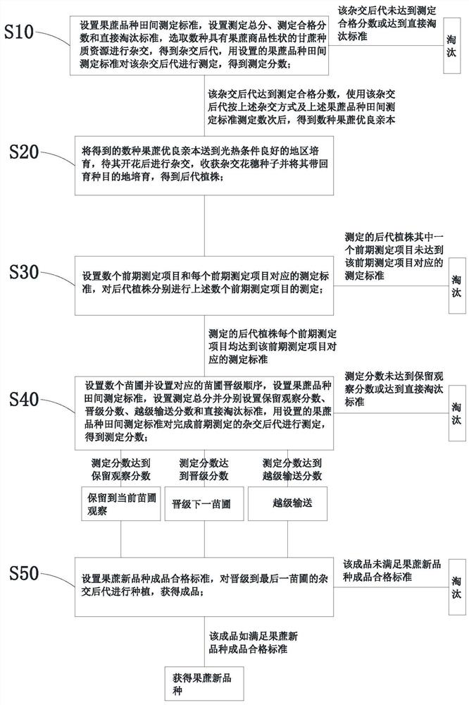 Breeding method of new chewing cane variety