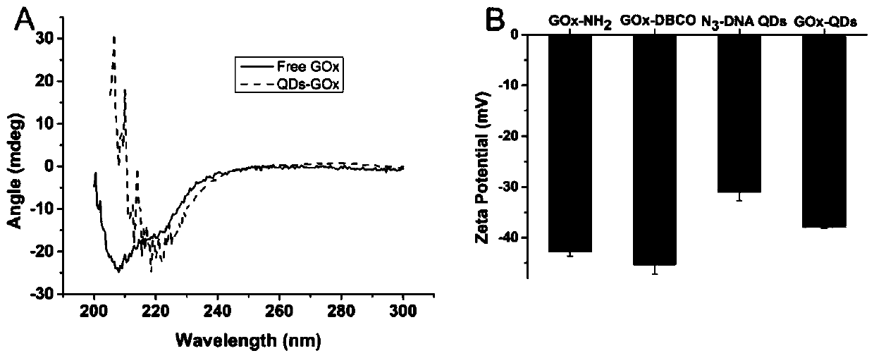 Preparation method of DNA functionalized quantum dot based on click chemistry, and application of the DNA functionalized quantum dot in biomarker and detection