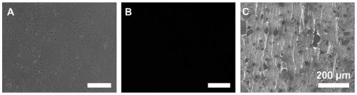 Bionic periosteum, periosteum-bone substitute and preparation method