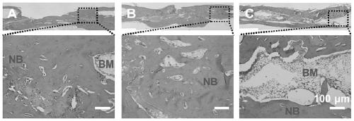 Bionic periosteum, periosteum-bone substitute and preparation method