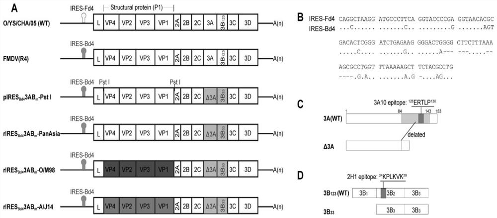 Recombinant foot-and-mouth disease virus non-toxic strain with heat-resistant phenotypic stable inheritance and negative marker and O/A type foot-and-mouth disease bivalent inactivated vaccine