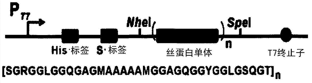 High molecular weight recombinant silk or silk-like protein, and micro- or nanoscale spider-web fiber or spider-web-like fiber produced using the recombinant silk or silk-like protein