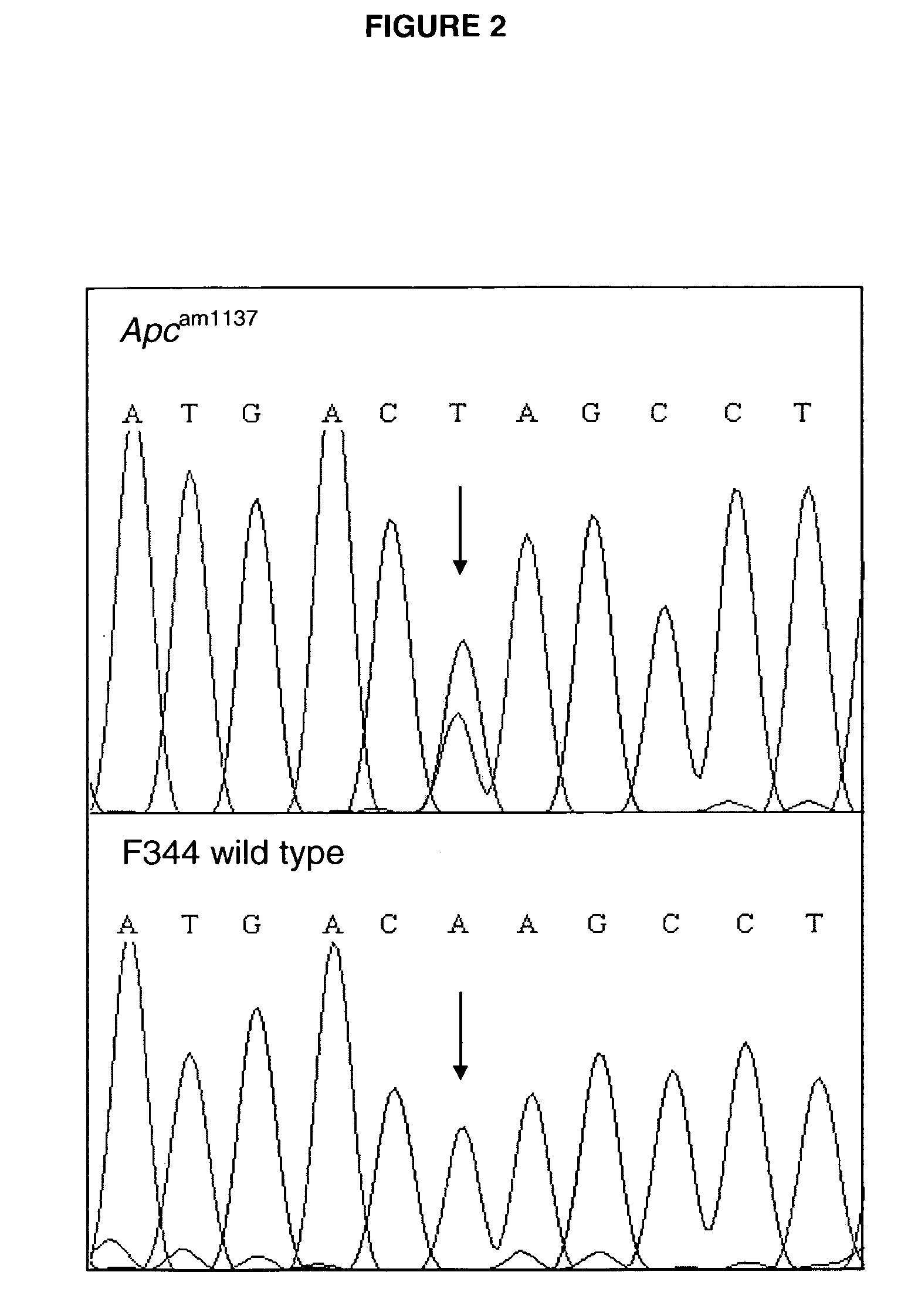 Mutation in the rat Adenomatous Polyposis Coli gene within the human mutation hotspot region