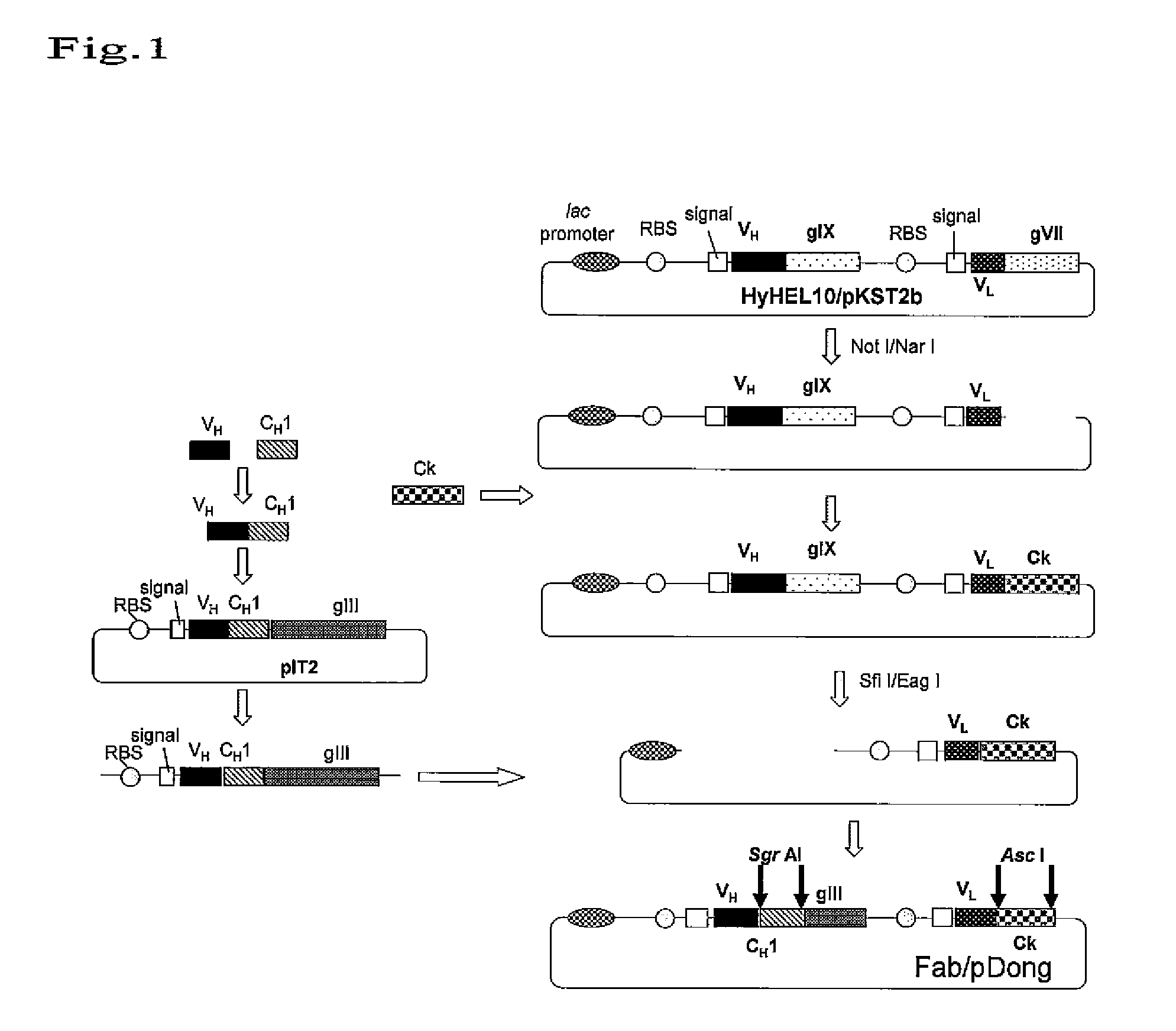 Vector for screening antibody