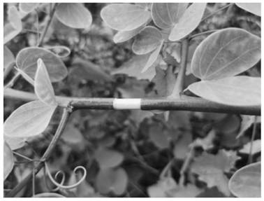 Asexual rapid propagation seedling raising method for bauhinia corymbose