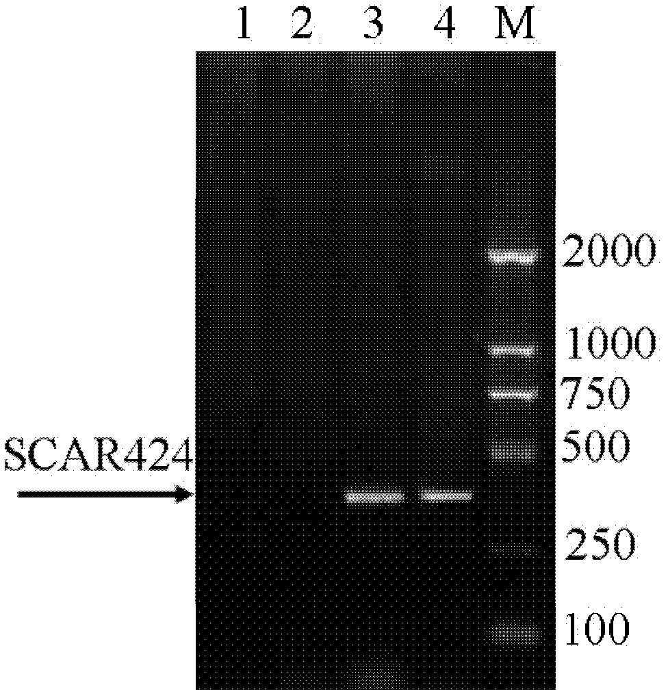 TRAP (Telomeric Repeal Amplification Protocol)-SCAR (Sequence Characterized Amplified Region) 424 marker for identifying E genome of agropyron elongatum and application of marker