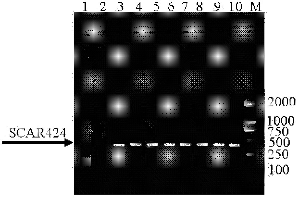 TRAP (Telomeric Repeal Amplification Protocol)-SCAR (Sequence Characterized Amplified Region) 424 marker for identifying E genome of agropyron elongatum and application of marker