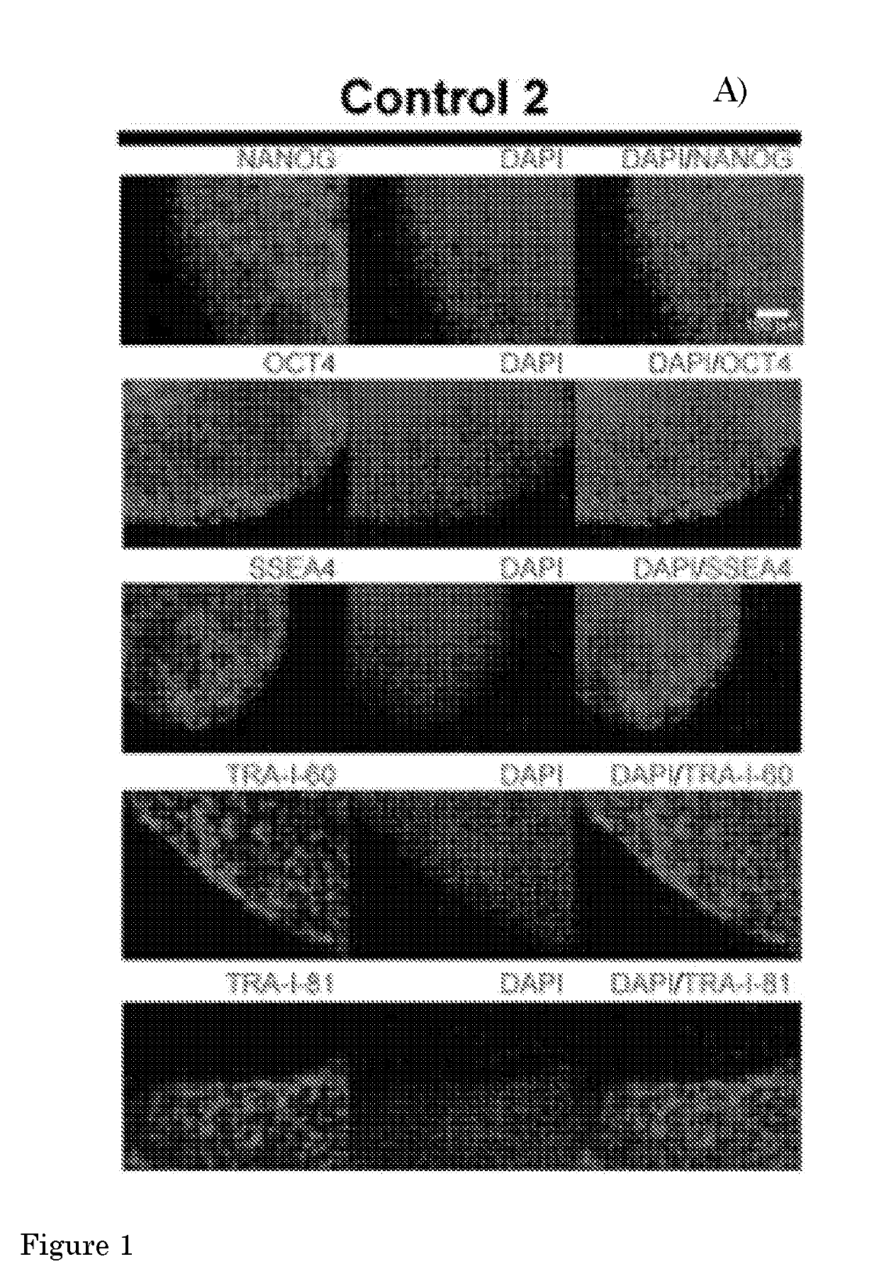 A method for culturing myogenic cells, cultures obtained therefrom, screening methods, and cell culture medium