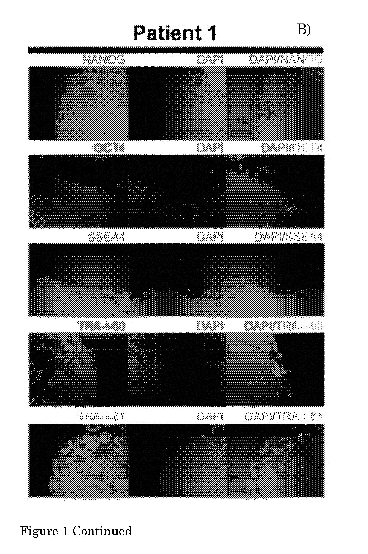 A method for culturing myogenic cells, cultures obtained therefrom, screening methods, and cell culture medium