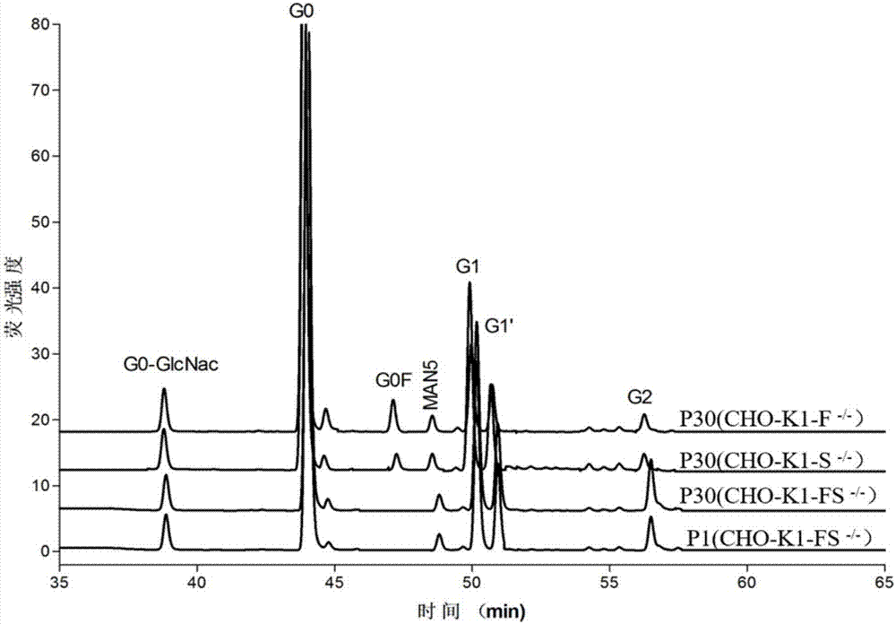 Genetic engineering cell line for producing unfucosylated protein and establishment method thereof