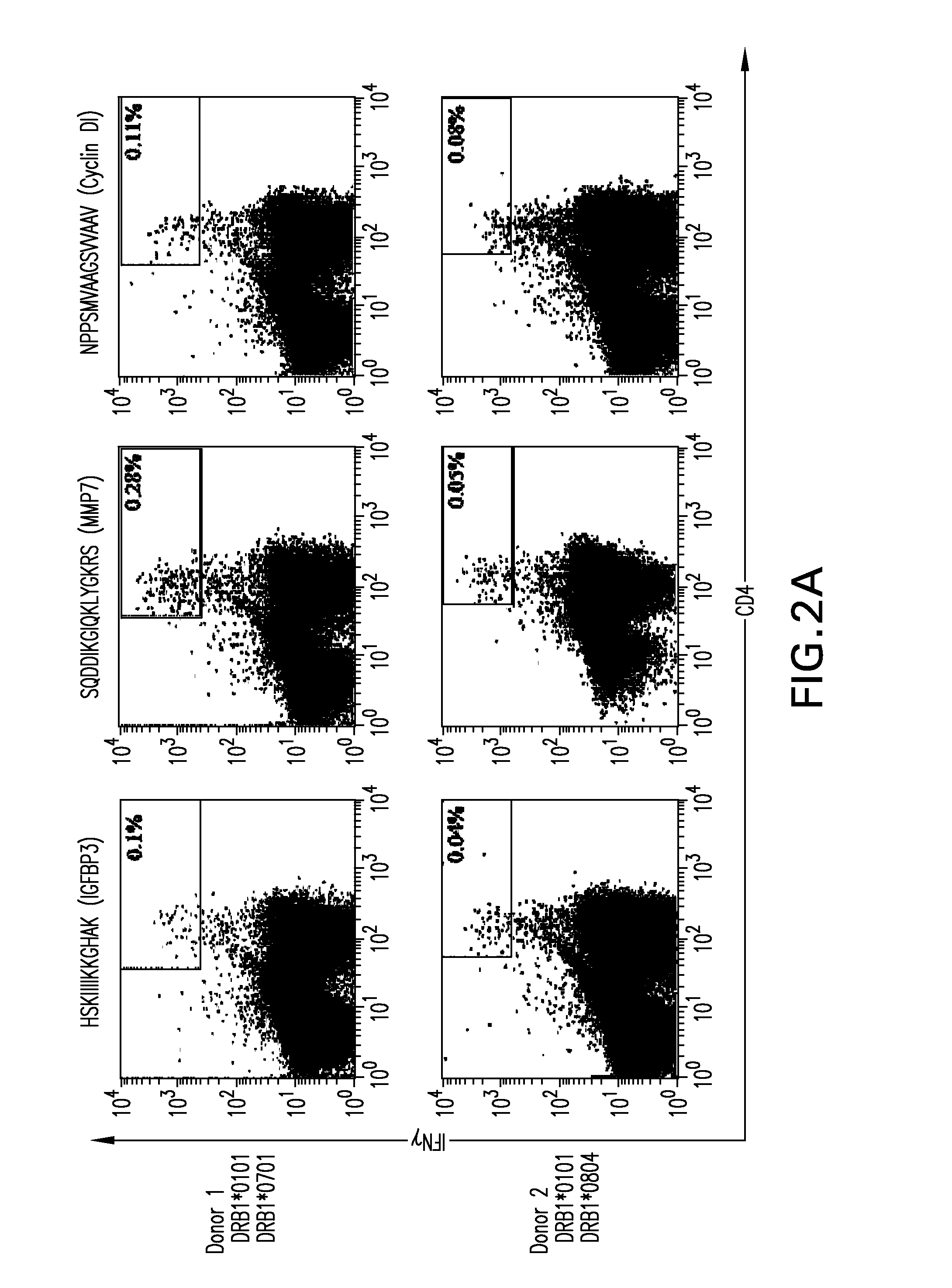 Tumor-associated Peptides Binding Promiscuously to Human Leukocyte Antigen (HLA) Class II Molecules