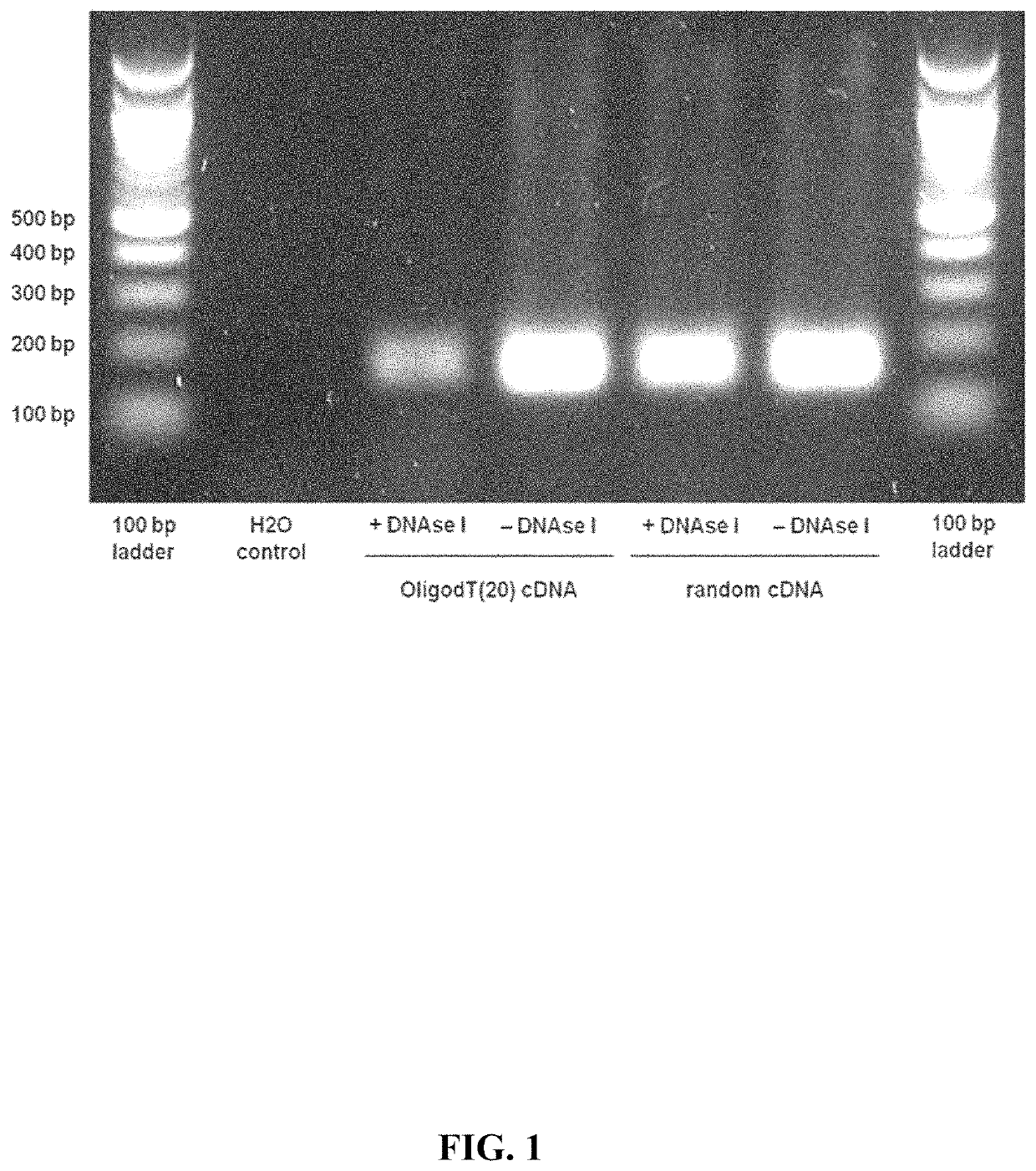 Lncrnas for therapy and diagnosis of cardiac hypertrophy