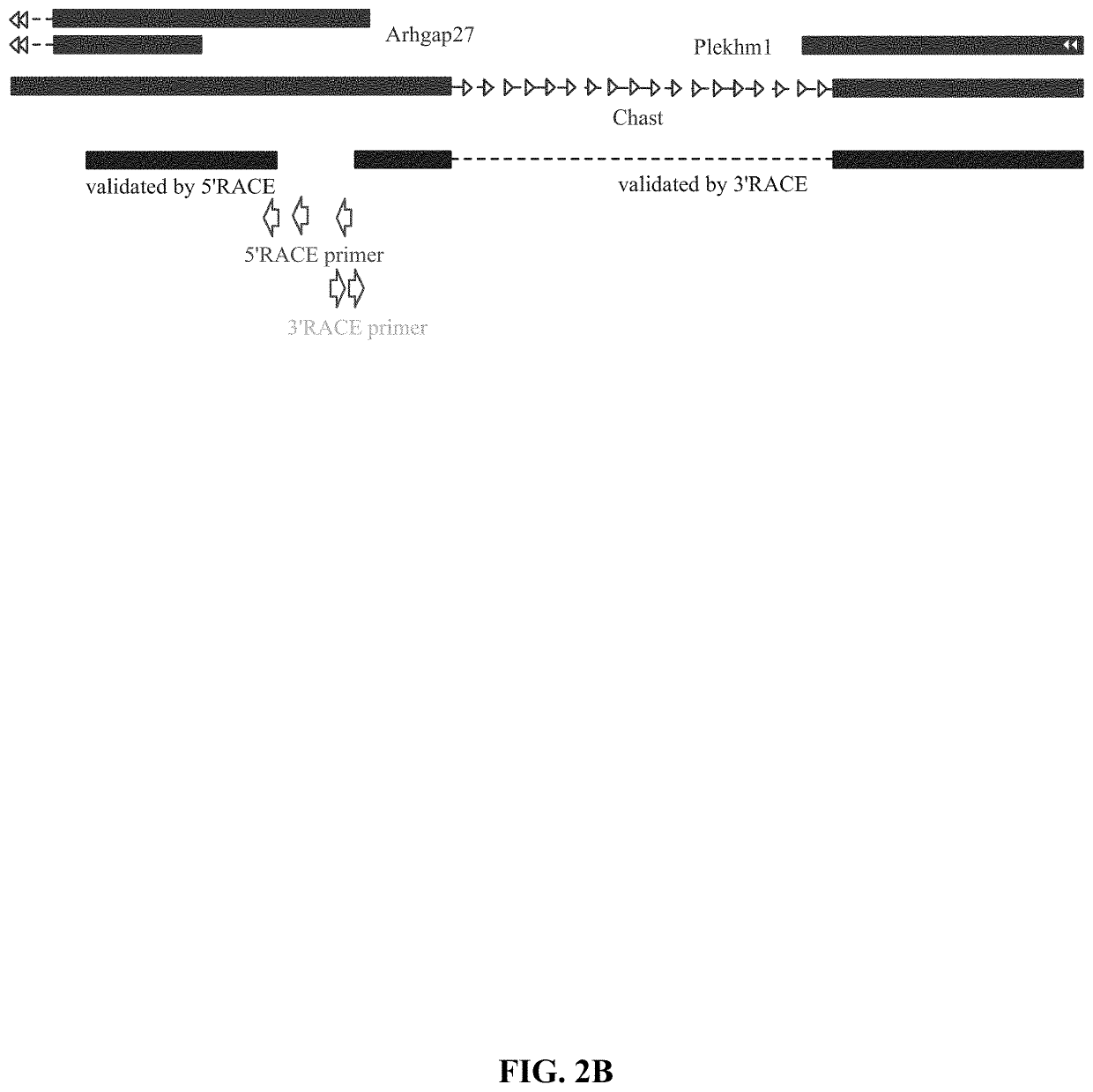 Lncrnas for therapy and diagnosis of cardiac hypertrophy