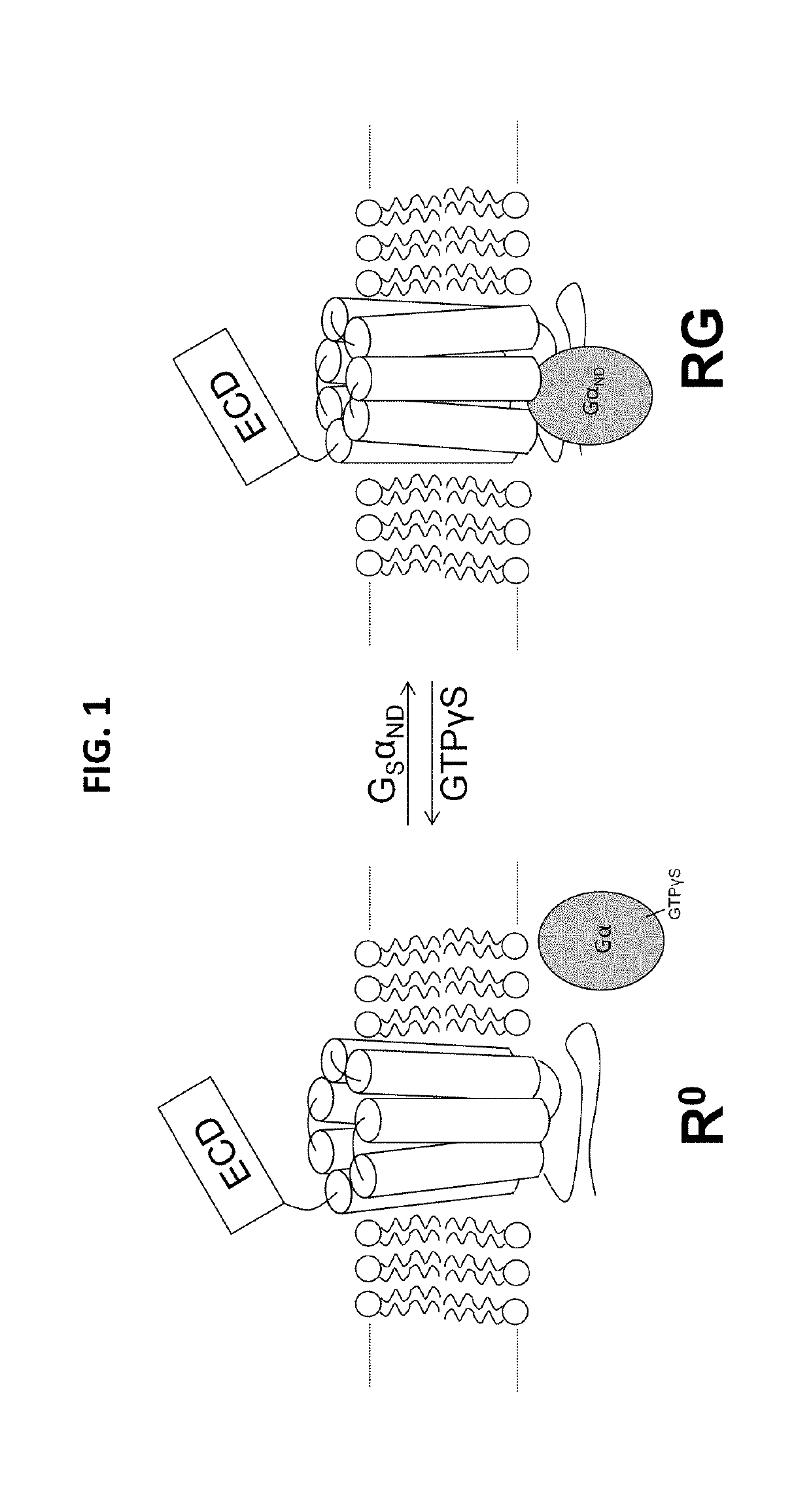 Analogues of parathyroid hormone (1-34) that function as agonists of the parathyroid hormone receptor-1 and display modified activity profiles