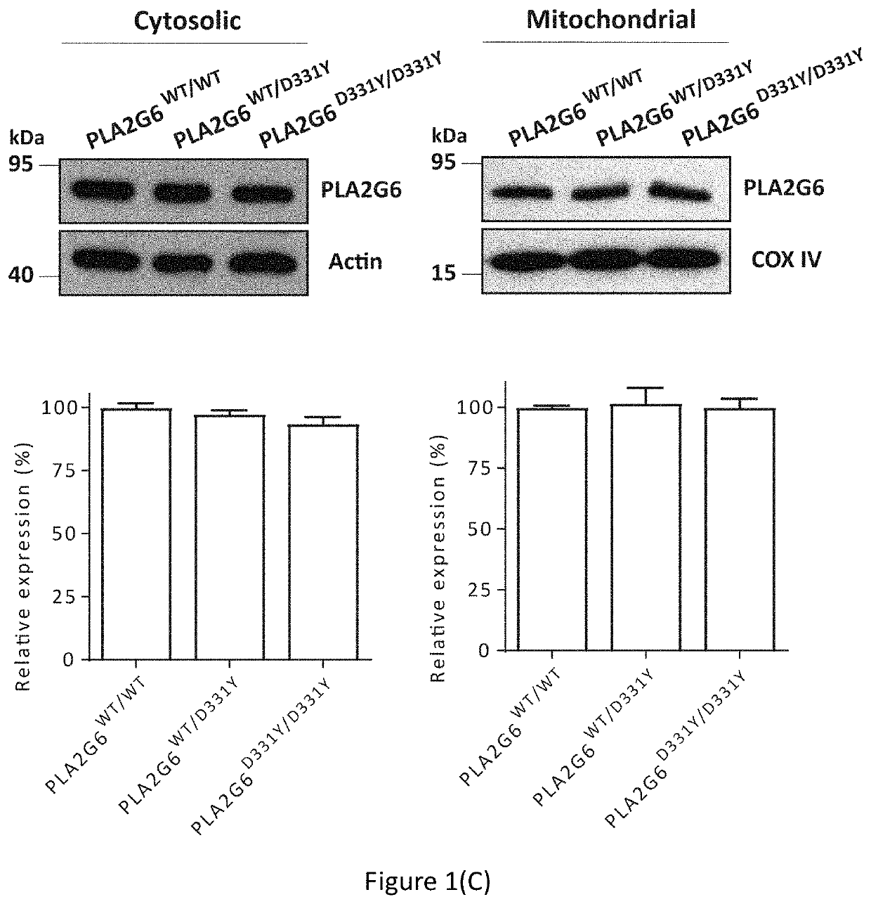 Early-onset parkinson's disease model: (D331Y) pla2g6 knockin model, platform and method for drug screening, and kit of detection