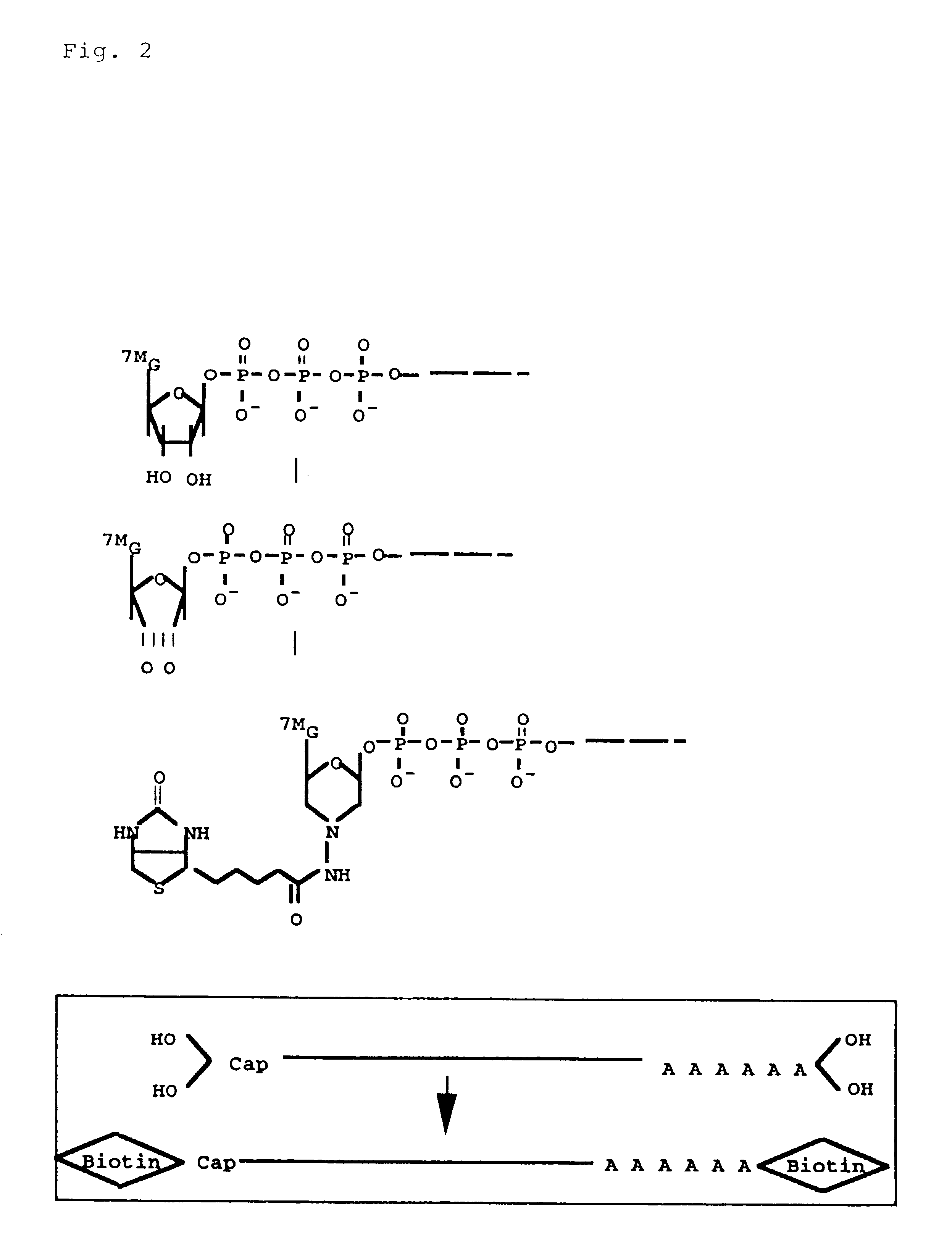 Method for making full-length cDNA libraries