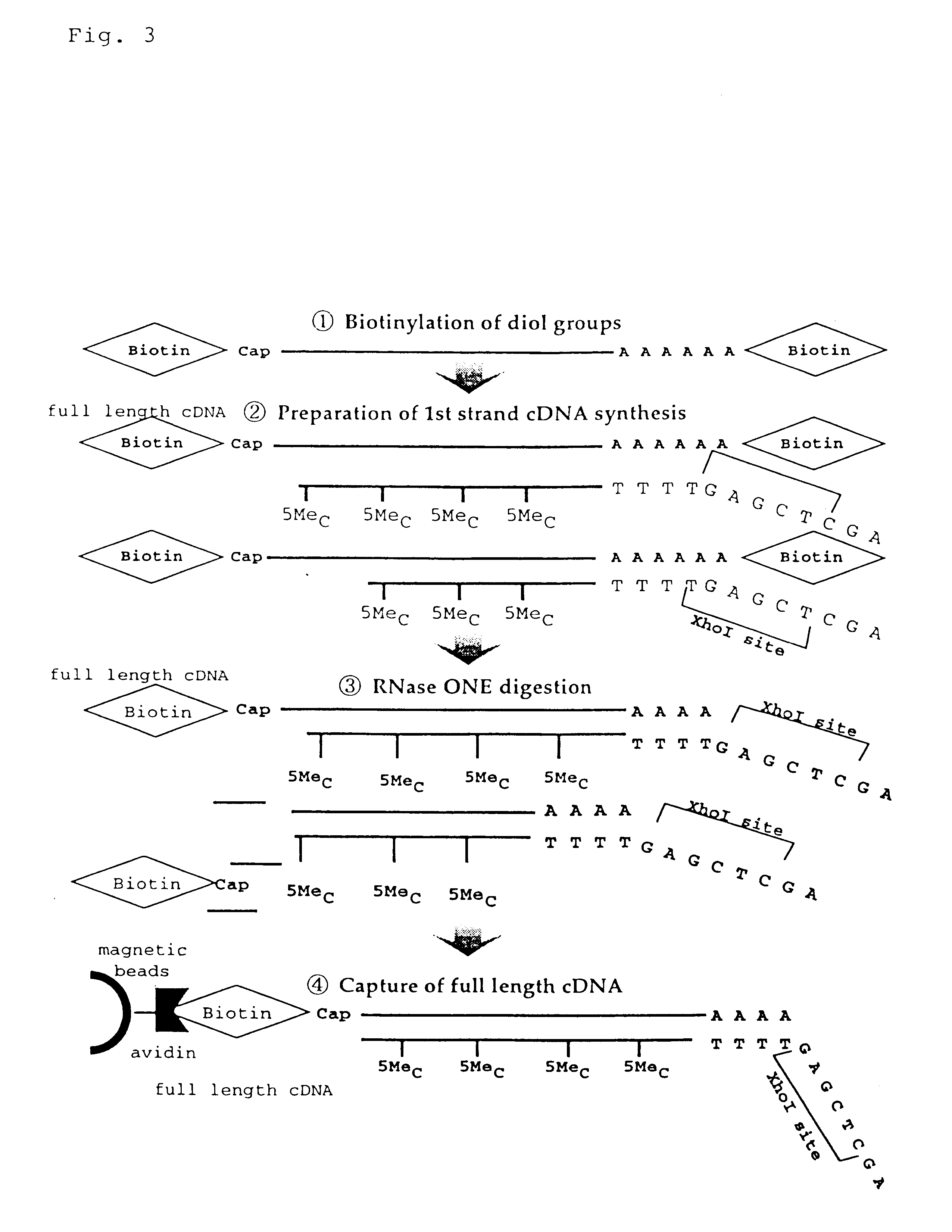 Method for making full-length cDNA libraries