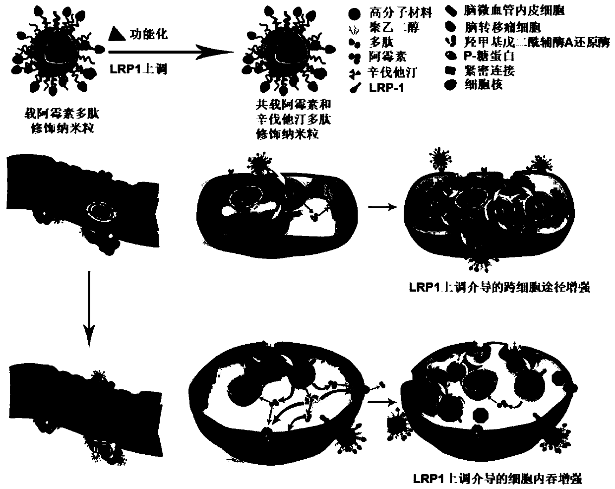 Application and preparation method of metastatic encephaloma targeted nano drug delivery system with effects of LRP1 up-regulation and targeting