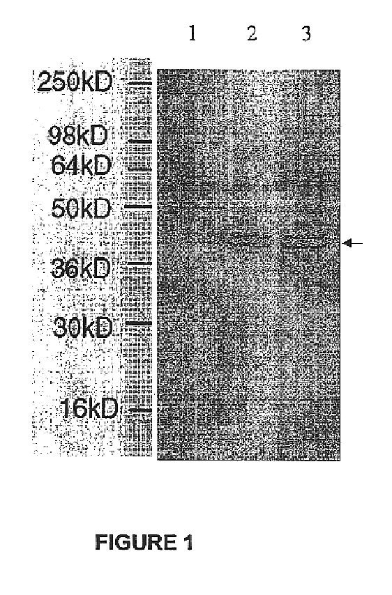 Therapeutic compositions for treating infection by Lawsonia spp.