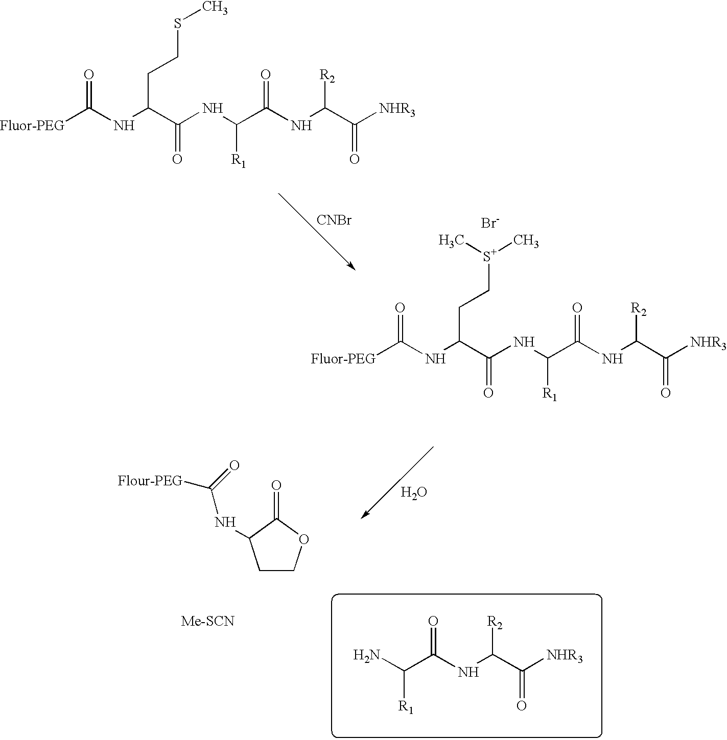 Water-soluble, fluorescent, & electrophoretically mobile peptidic substrates for enzymatic reactions and methods for their use in high-throughput screening assays