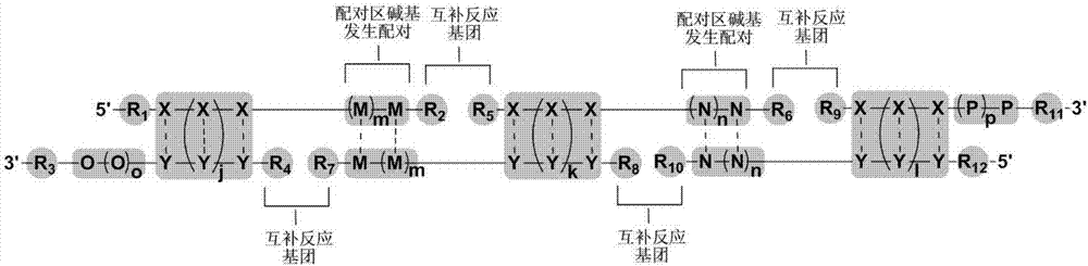 Computer coding method for double-stranded nucleotides of DNA coding compound library