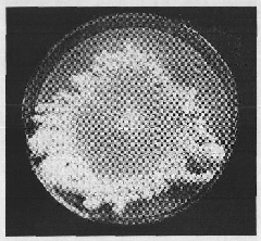 Method for quickly detecting fruiting performance of pleurotus nebrodensis