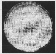 Method for quickly detecting fruiting performance of pleurotus nebrodensis