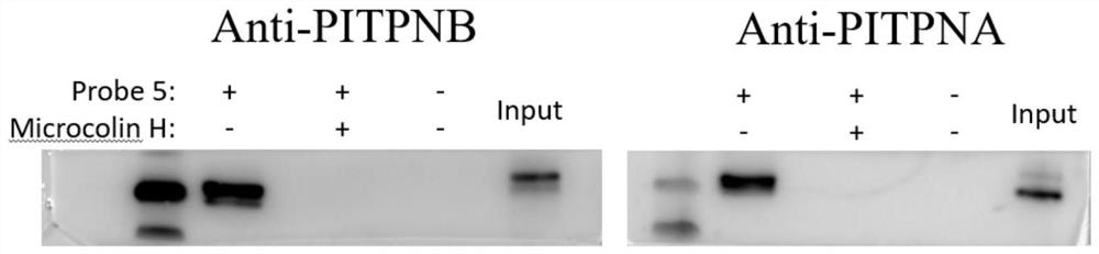 Drug target for treating cancer and application thereof