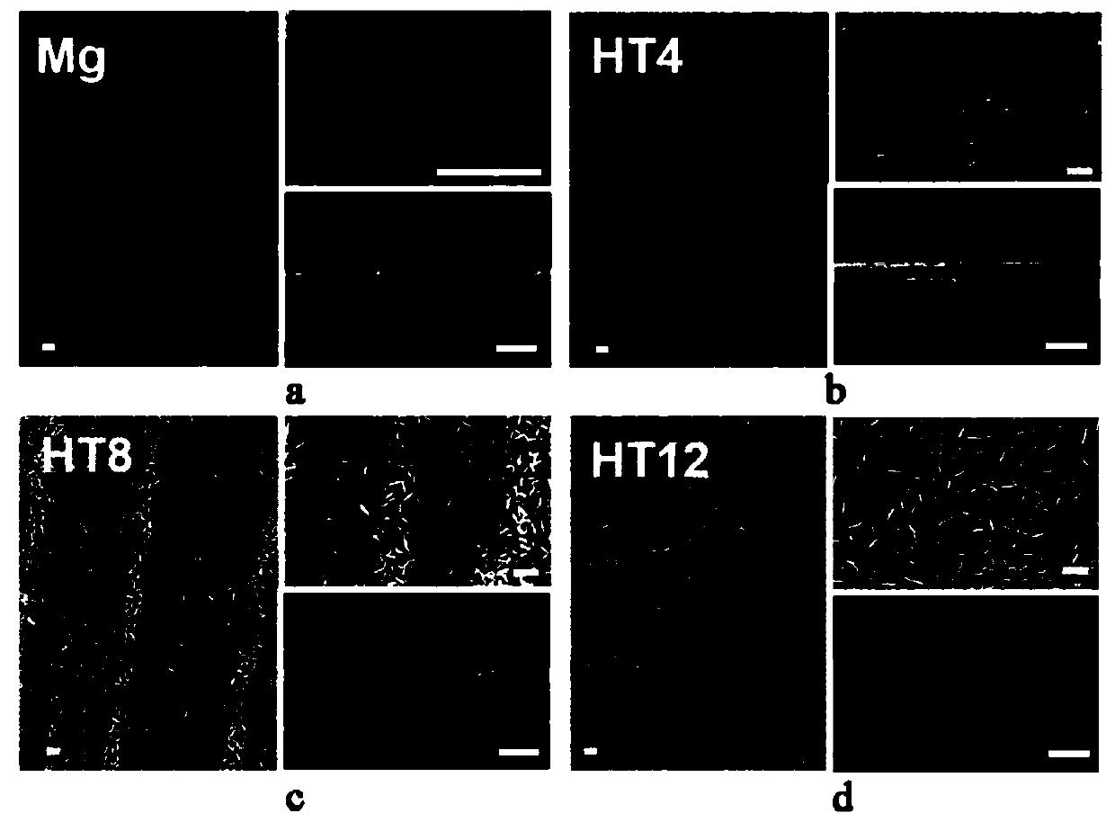 Magnesium alloy modified by in-situ magnesium hydroxide nano-sheet and preparation and application thereof