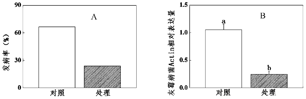 Application of Phytosulfopeptine-α in Improving Botrytis Botrytis Resistance of Plants