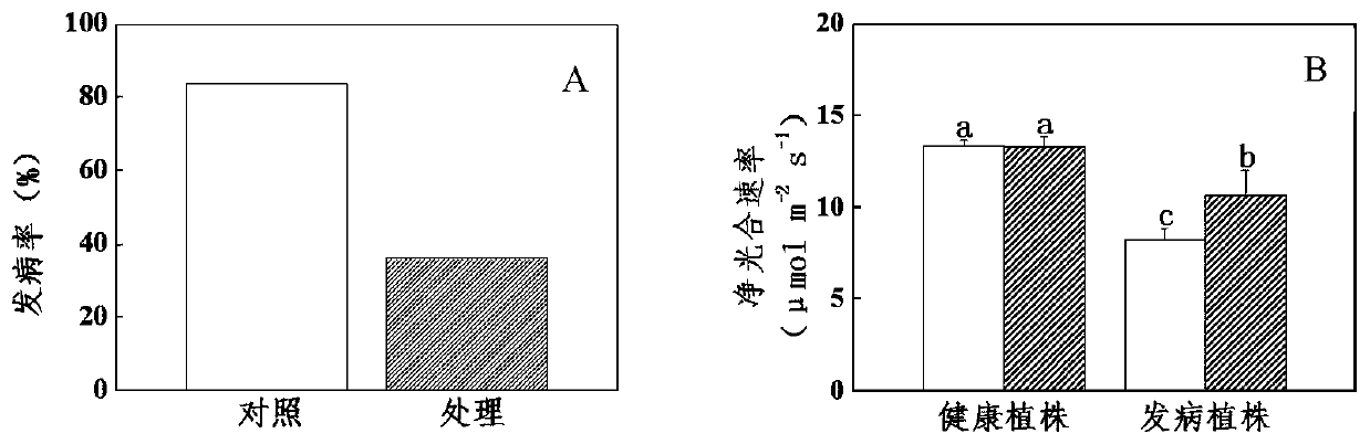 Application of Phytosulfopeptine-α in Improving Botrytis Botrytis Resistance of Plants