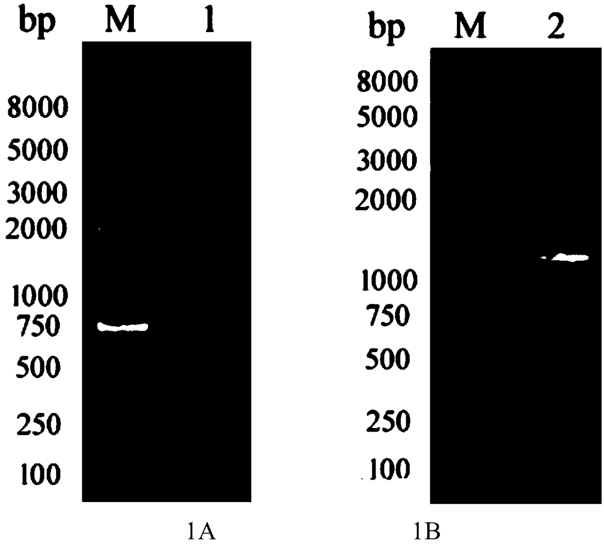 Bacillus subtilis glycosyltransferase and application thereof