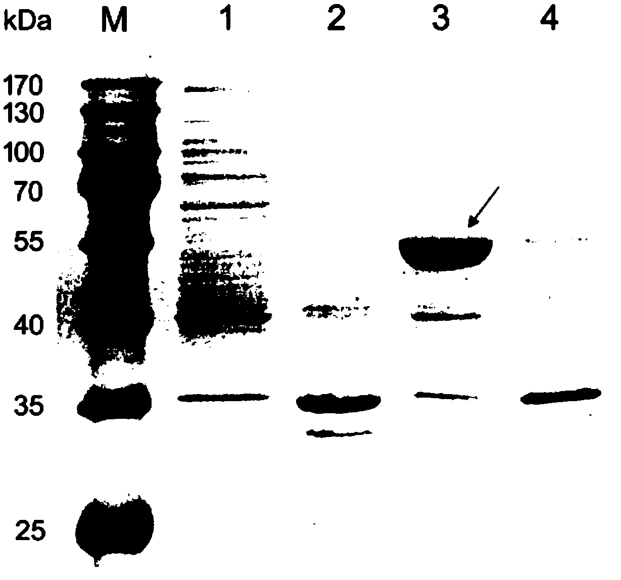 Bacillus subtilis glycosyltransferase and application thereof