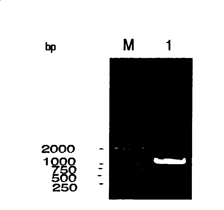 Expression of vibrio alginolyticus outer membrane protein VA0760 and application thereof as vaccine component