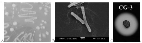 Clostridium butyricum CG3 with probiotic activity and culture method and application thereof