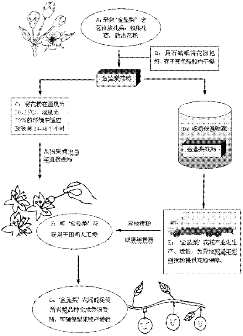 Method for promoting complete affinity of intervarietal pear pollination