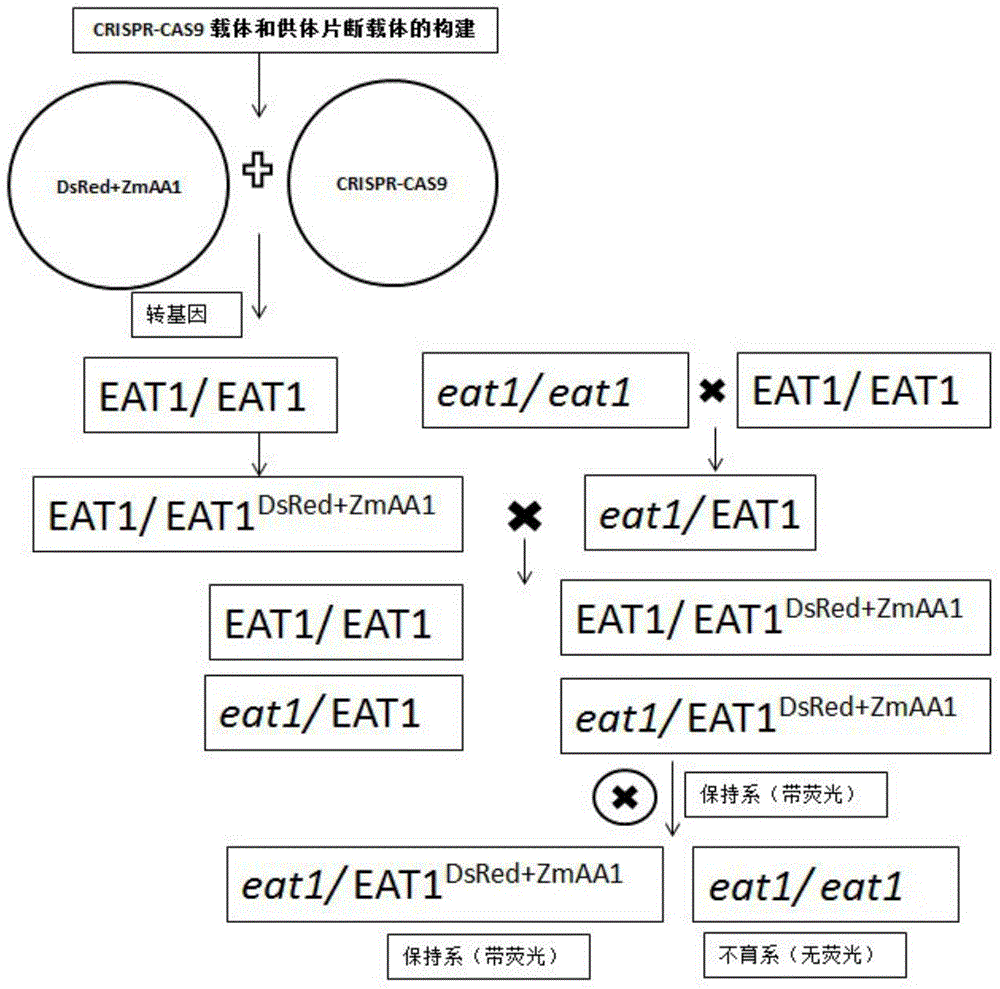 Method for creating rice engineering maintainer lines preventive against gene flow and application of rice engineering maintainer lines