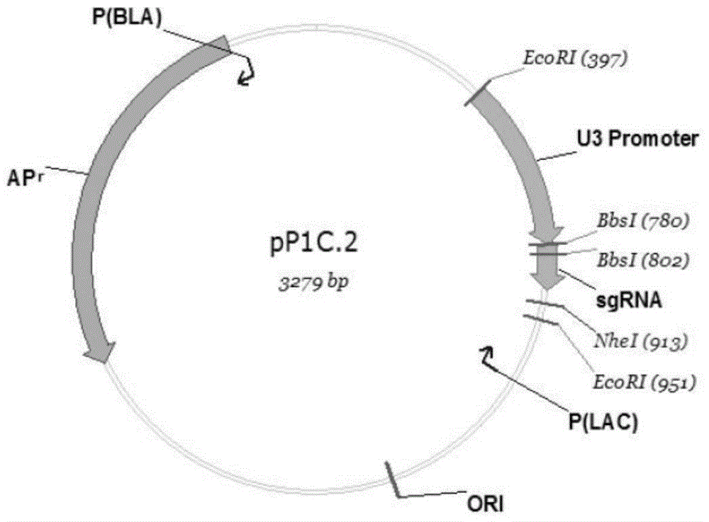 Method for creating rice engineering maintainer lines preventive against gene flow and application of rice engineering maintainer lines