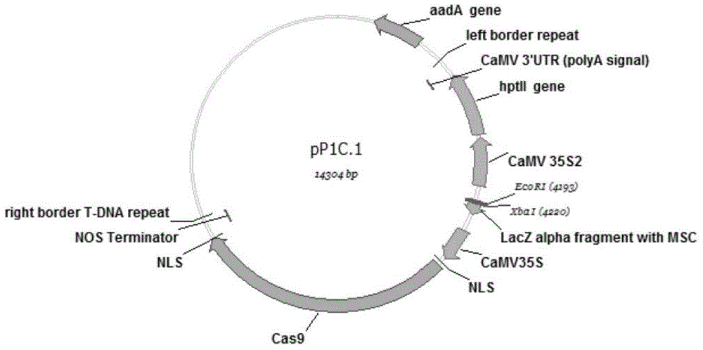 Method for creating rice engineering maintainer lines preventive against gene flow and application of rice engineering maintainer lines