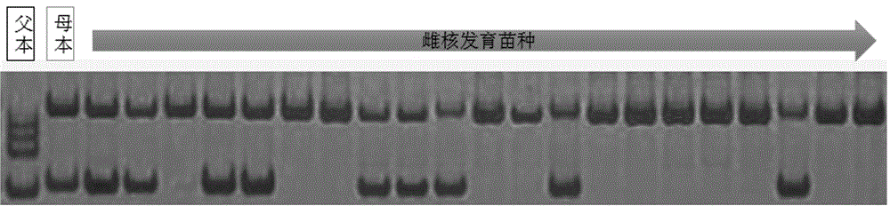 Method for inducing gynogenesis of Chinese sturgeons through homologous sperms