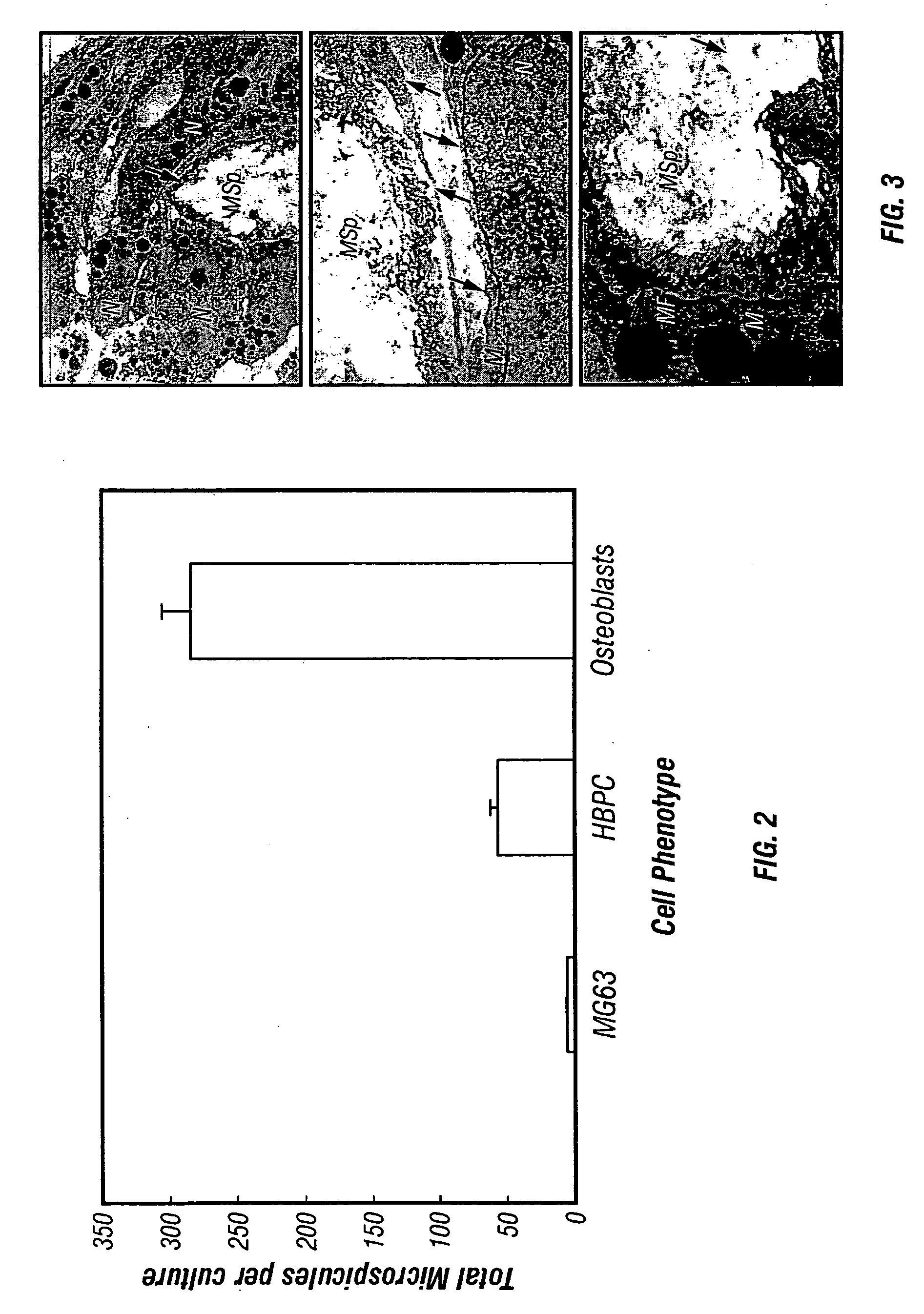 Process for ex vivo formation of mammalian bone and uses thereof