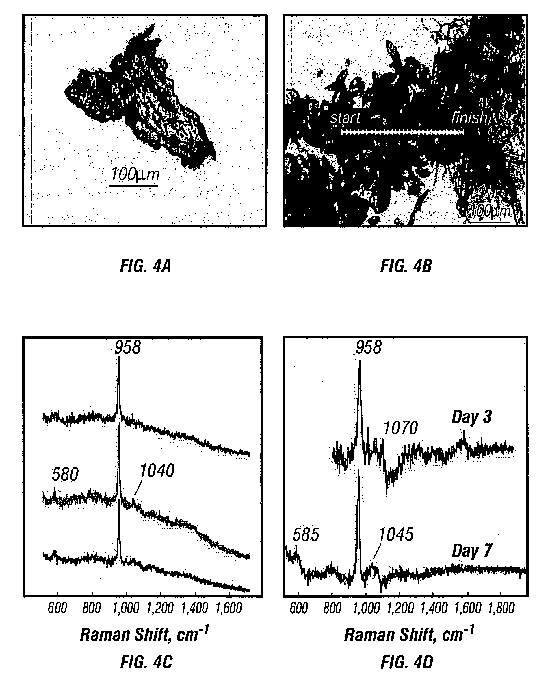 Process for ex vivo formation of mammalian bone and uses thereof